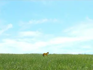 main image for Monkey bits